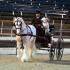 Nashoba Carriage Classic